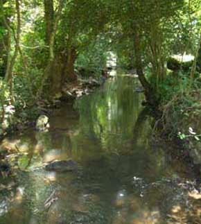 chateau trout stream