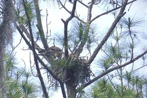 Florida eagle