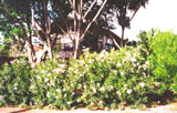 Maui Villa Hawaii