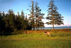 Wild dear on Island